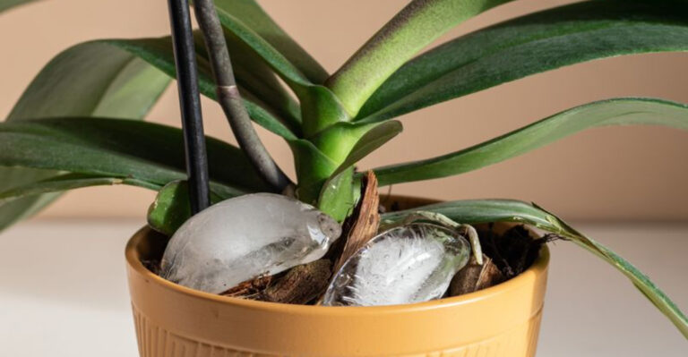 6 Watering Tricks That Save Dying Plants and 10 That Just Waste Time