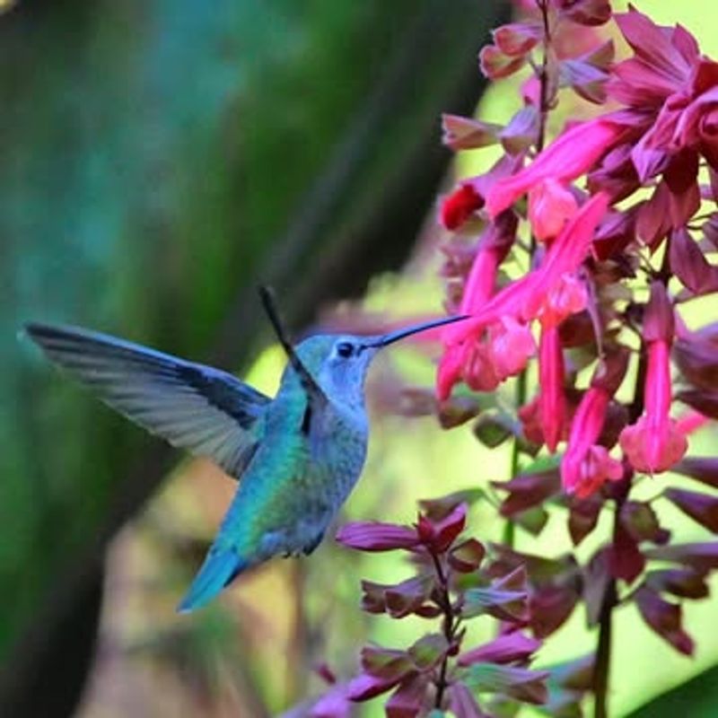 Fuchsia