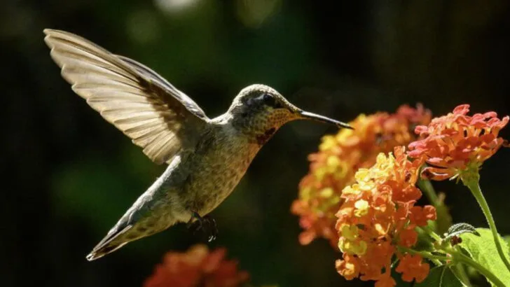 7 Hanging Basket Blooms Hummingbirds Love and 7 They Tend to Ignore