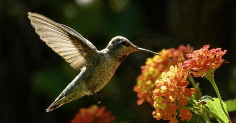 7 Hanging Basket Blooms Hummingbirds Love and 7 They Tend to Ignore