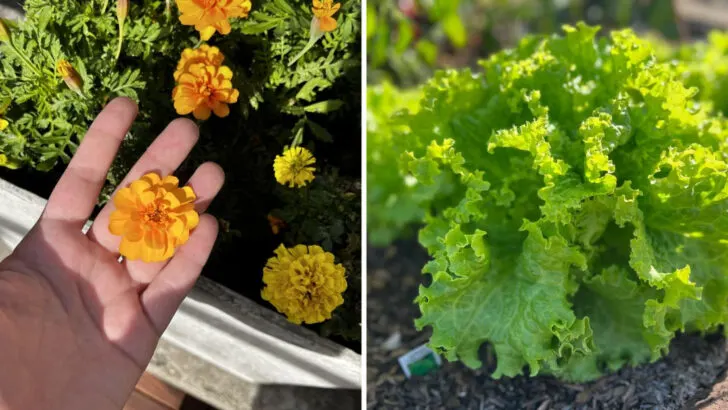 7 Ideal Tomato Companions and 3 Plants to Avoid Growing Together