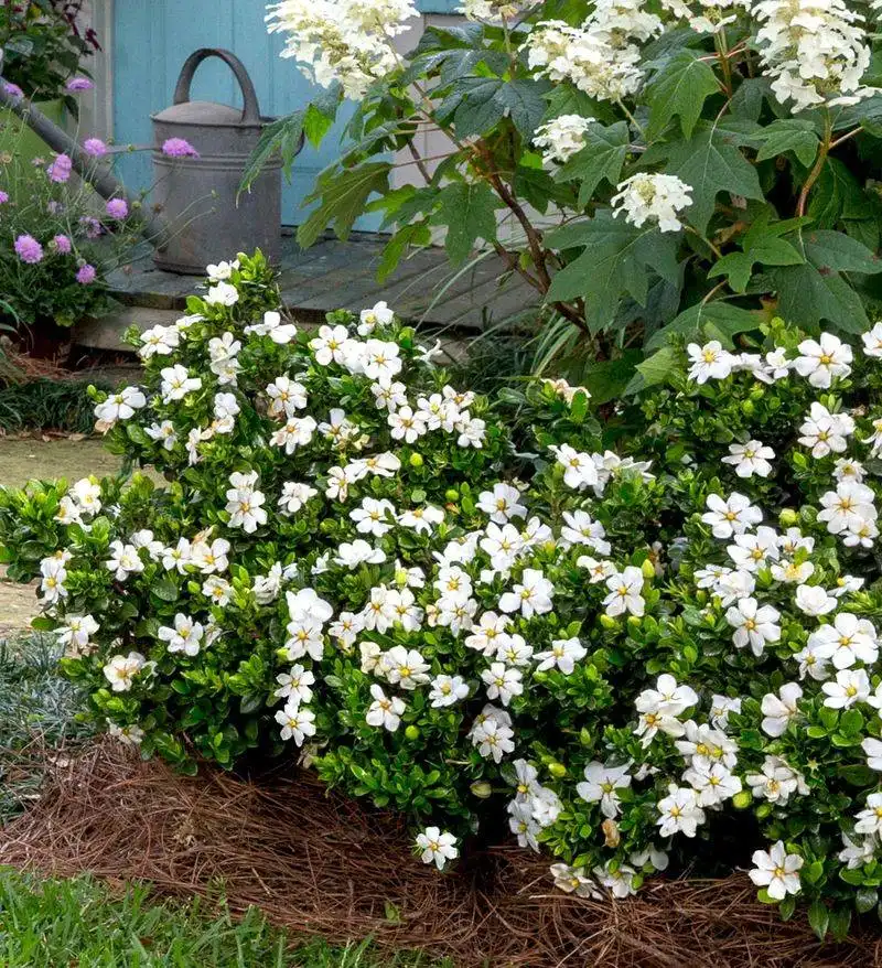 Gardenia