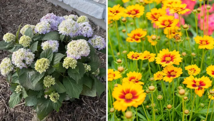7 Outdoor Plants That Keep Dying on You and 10 That Never Give Up