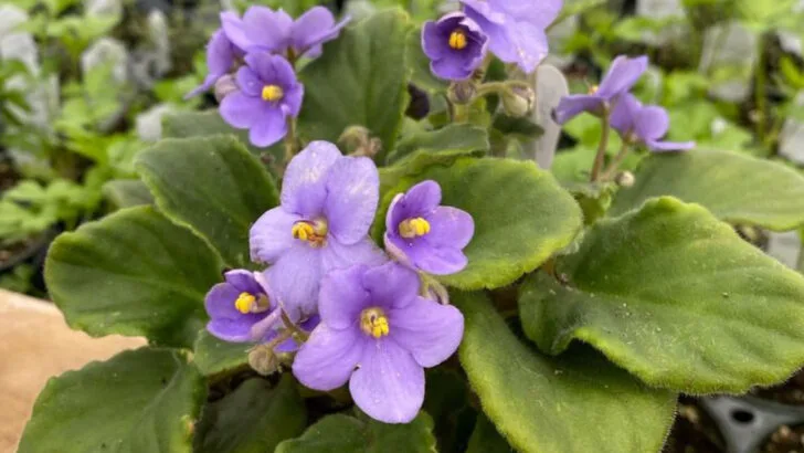 7 Edible Flowers That Taste Like Candy and 9 That Heal Your Skin Too