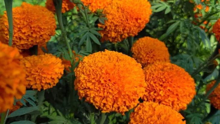 7 Flowers That Belong in Perfume Ads and 9 That Belong on Your Patio