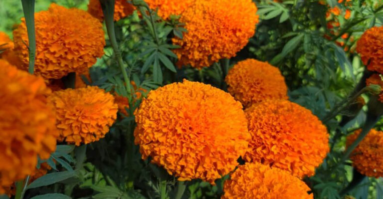 7 Flowers That Belong in Perfume Ads and 9 That Belong on Your Patio
