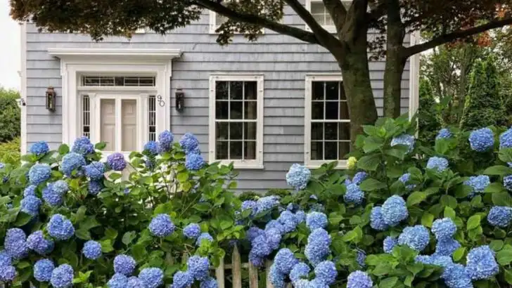 7 Flowers That Look Fancy and 9 That Are Basically Free