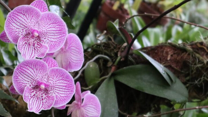 7 Flowers You Can Grow for Your Own Wedding and 9 That Impress Everyone