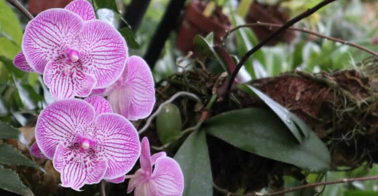 7 Flowers You Can Grow for Your Own Wedding and 9 That Impress Everyone