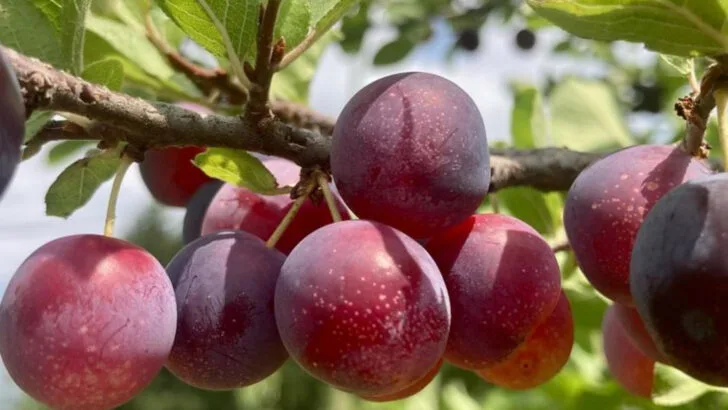 7 Fruits You Can Grow Without a Backyard and 8 That Need More Space