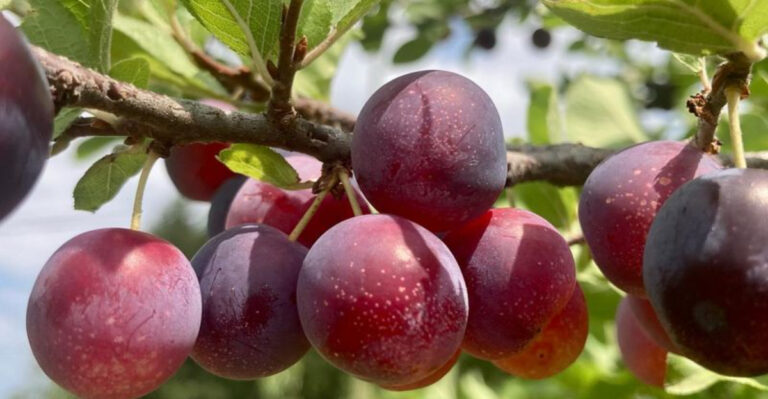7 Fruits You Can Grow Without a Backyard and 8 That Need More Space