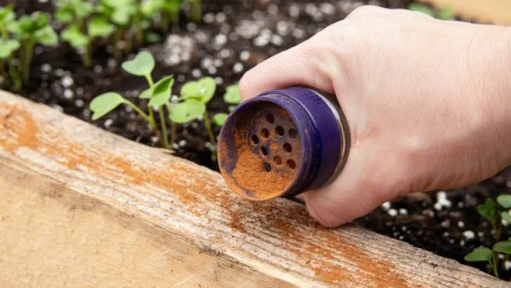 7 Gardening “Hacks” That Don’t Work and 9 That Totally Do