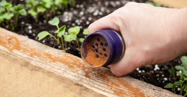 7 Gardening “Hacks” That Don’t Work and 9 That Totally Do
