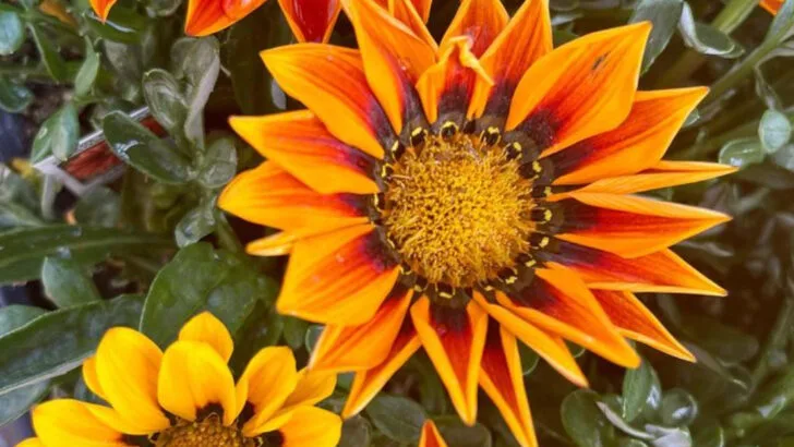 7 Plants That Hate Heatwaves and 10 That Bloom Like It’s a Party