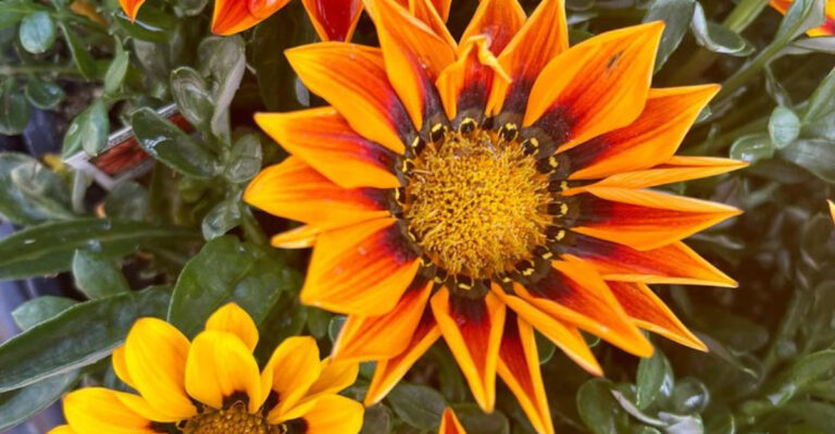 7 Plants That Hate Heatwaves and 10 That Bloom Like It’s a Party