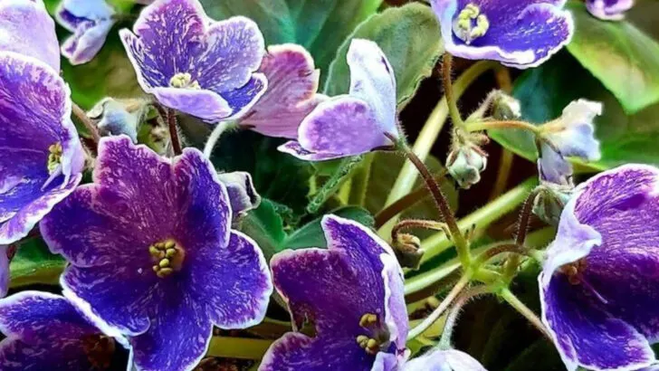 7 Plants That Survived My Summer Neglect and 9 That Deserved Better