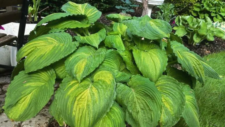 7 Plants That Thrive in Heat and 10 That Only Pretend They Can Handle It