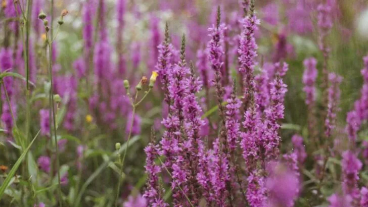 7 Pretty Plants That Are Actually Pests and 9 That Fix Everything