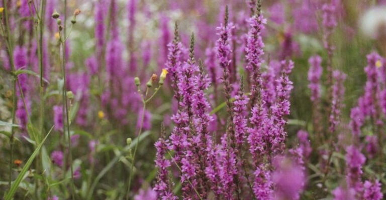 7 Pretty Plants That Are Actually Pests and 9 That Fix Everything