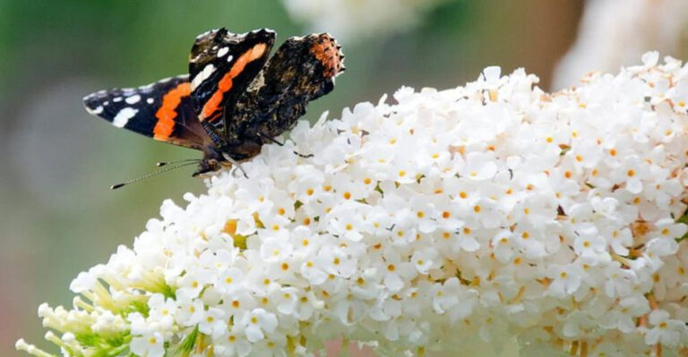 7 Shrubs That Outgrow Their Space Fast and 9 That Stay Neatly in Place