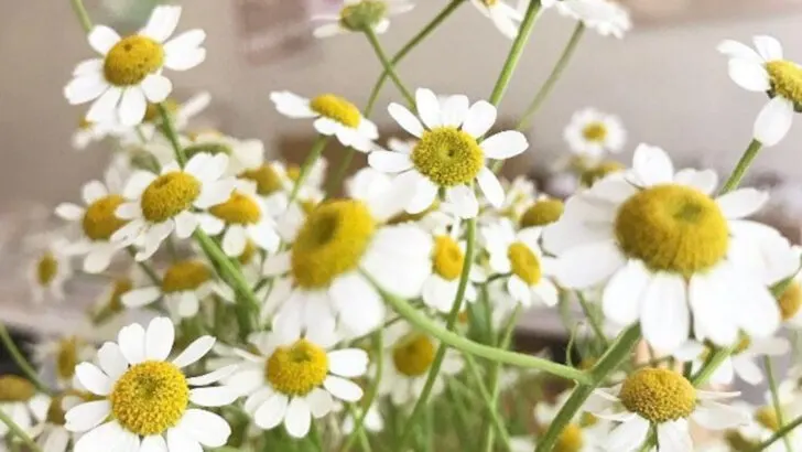 7 Summer Flowers That Smell Like Vacation and 9 That Smell Like a Fancy Spa