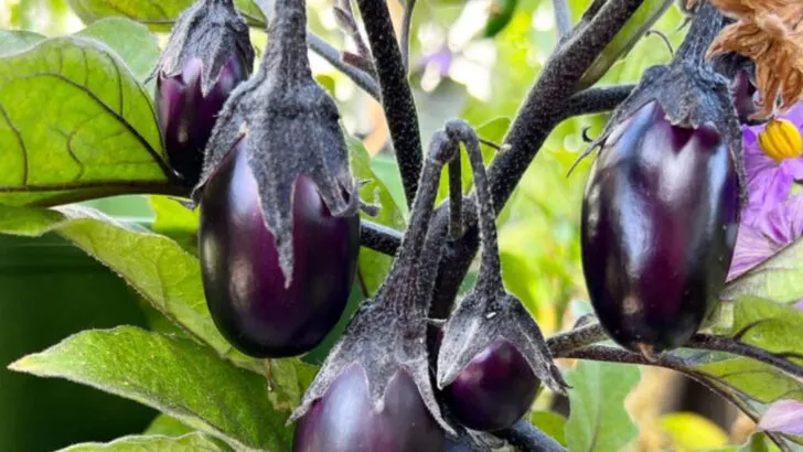 7 Summer Vegetables That Grow Like Crazy and 10 That Need Patience