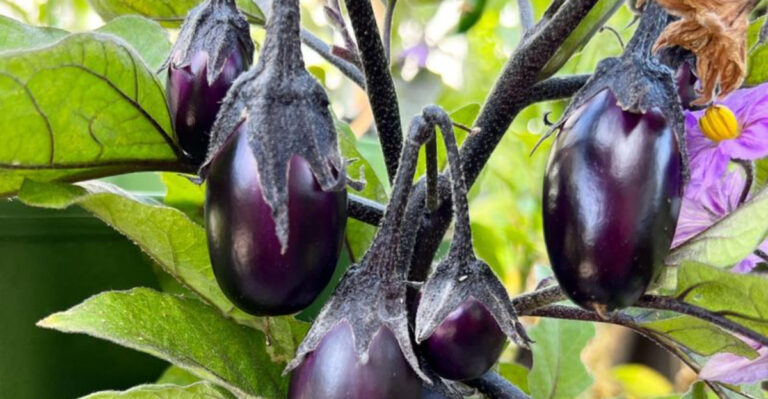 7 Summer Vegetables That Grow Like Crazy and 10 That Need Patience