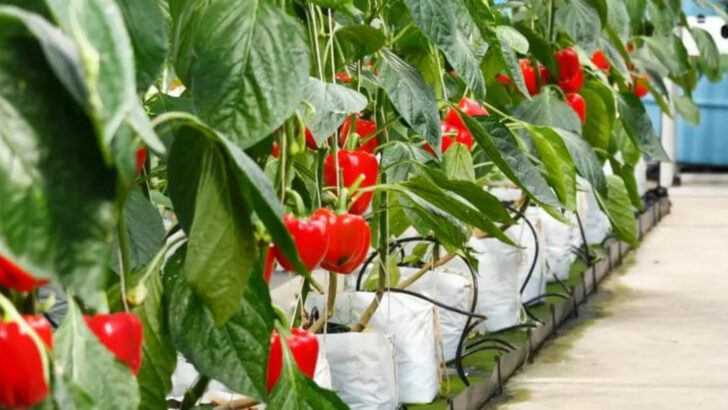7 Summer Veggies That Basically Grow Themselves and 9 That Just Complain