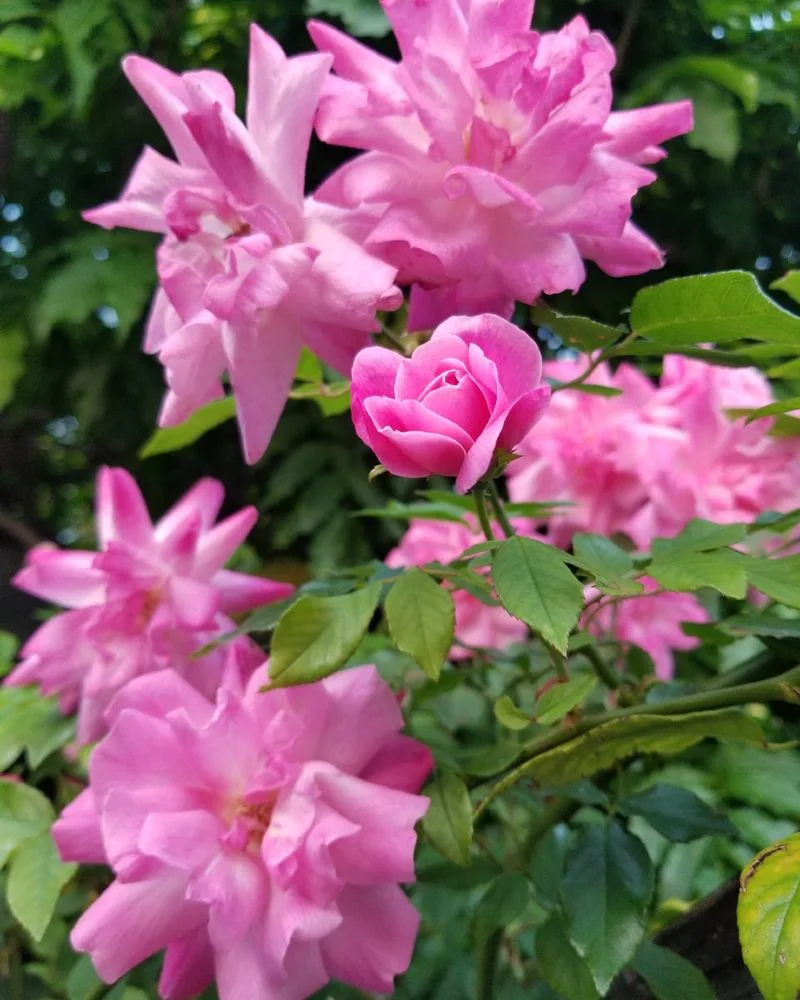 High-Maintenance Roses