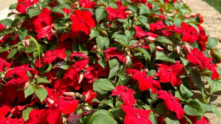 8 Plants That Women Over 60 Often Regret and 12 They Truly Enjoy