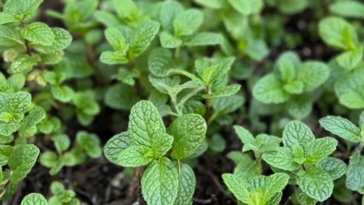 8 Backyard Herbs That Work Like Toner and 9 That Heal Your Skin Overnight