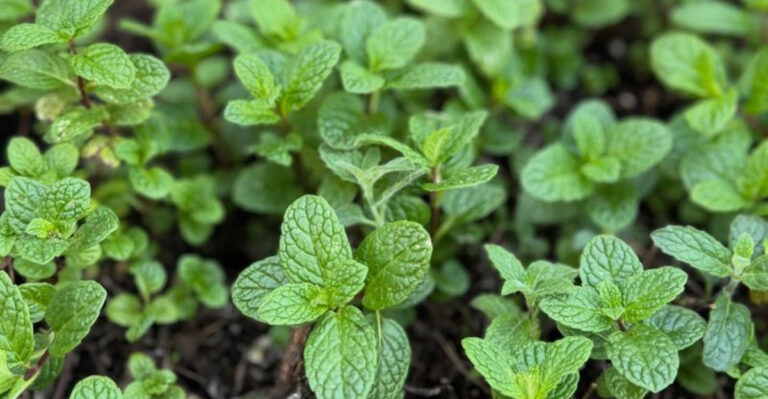 8 Backyard Herbs That Work Like Toner and 9 That Heal Your Skin Overnight