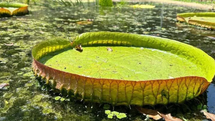 8 Beautiful Houseplants That Smell Weird and 9 That Smell Divine