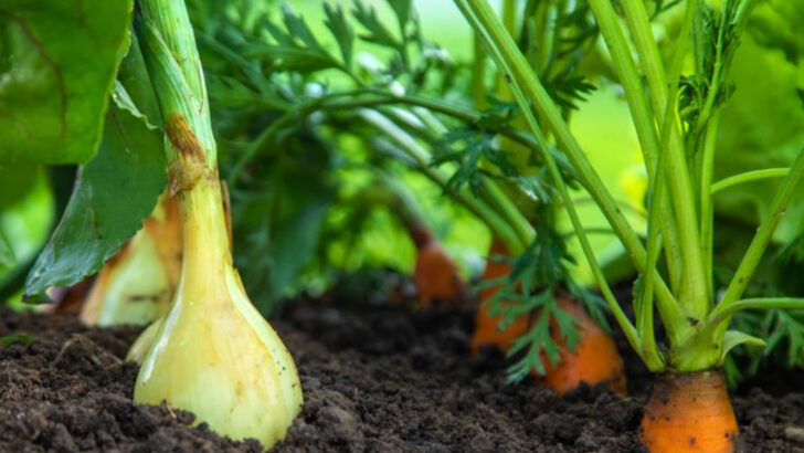 8 Common Companion Planting Myths and 9 Pairings That Actually Work