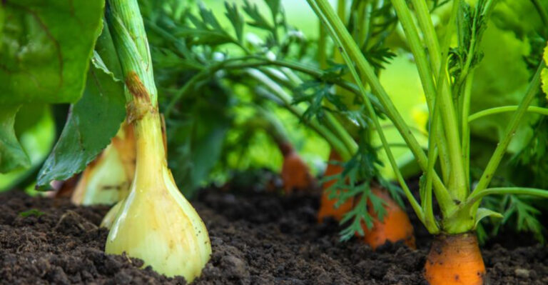 8 Common Companion Planting Myths and 9 Pairings That Actually Work