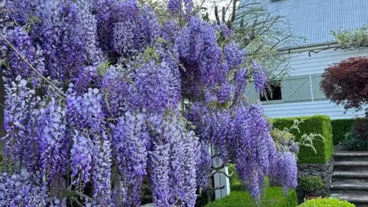 8 Creeping Plants You’ll Regret (And 8 That Keep to Themselves)