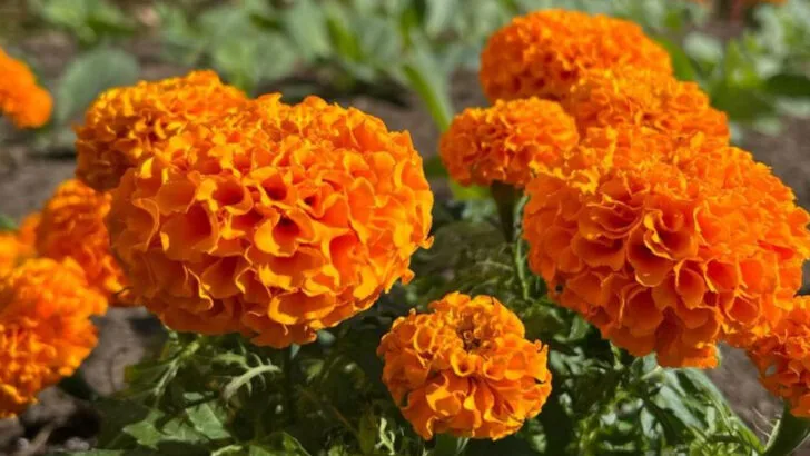 8 Fancy Flowers Everyone Thinks Are High-Maintenance and 9 That Practically Grow Themselves