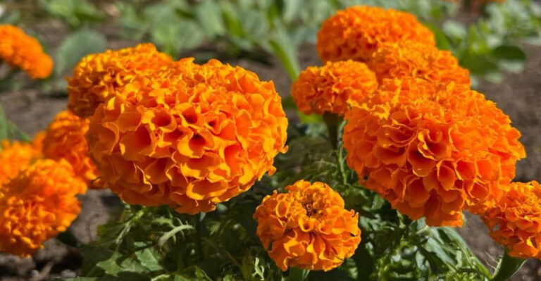 8 Fancy Flowers Everyone Thinks Are High-Maintenance and 9 That Practically Grow Themselves