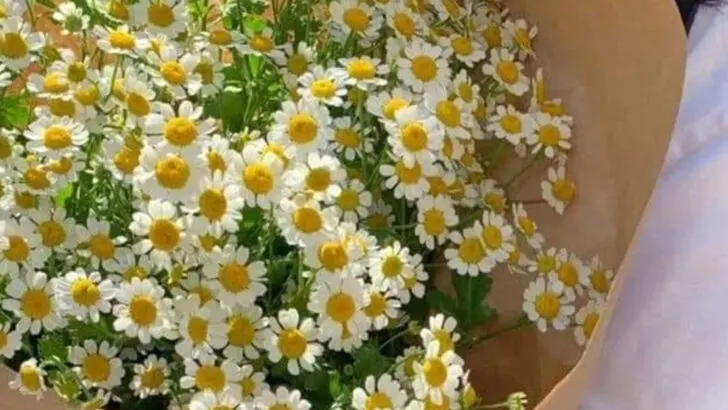 8 Flowers That Are Perfect for Bouquets and 7 That Stay Beautiful in Pots