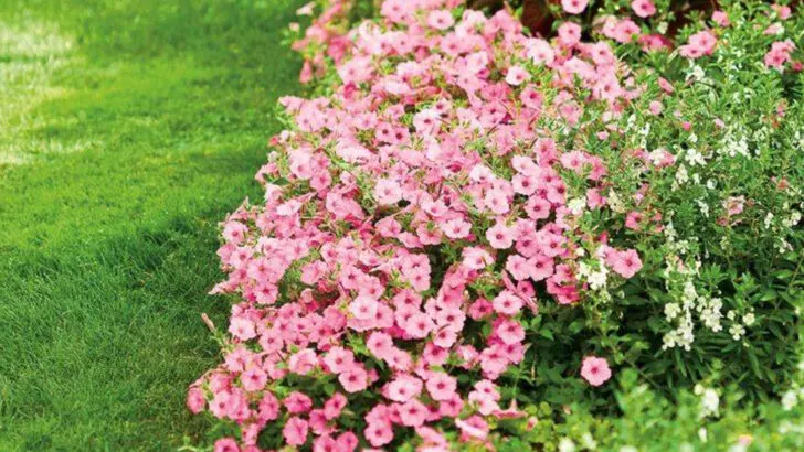 8 Flowers That Attract Bees and 7 That Keep Them Away