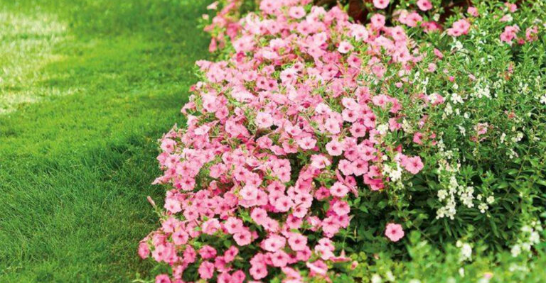 8 Flowers That Attract Bees and 7 That Keep Them Away