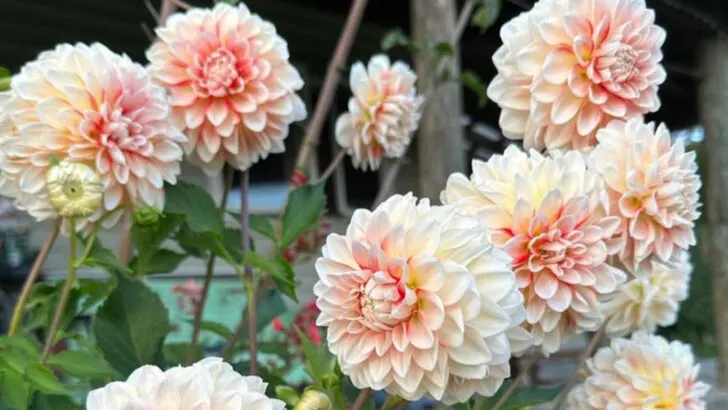 8 Garden Flowers That Look Expensive and 9 That Are Totally Cheap
