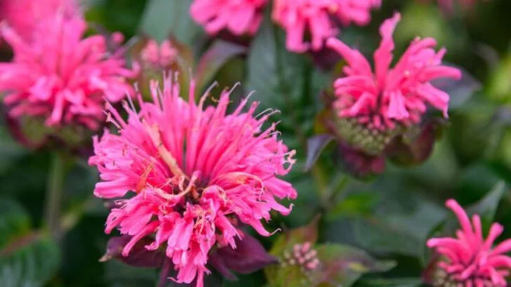 8 Perennials That Spread Too Aggressively (And 8 That Stay in Line)