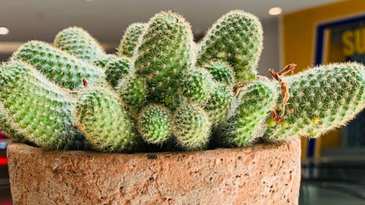 8 Plants People Keep Putting in the Wrong Spot and 9 That Will Grow Anywhere