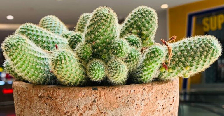 8 Plants People Keep Putting in the Wrong Spot and 9 That Will Grow Anywhere