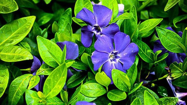 8 Plants That Look Harmless but Spread Like Weeds (+ 8 Contained Alternatives)