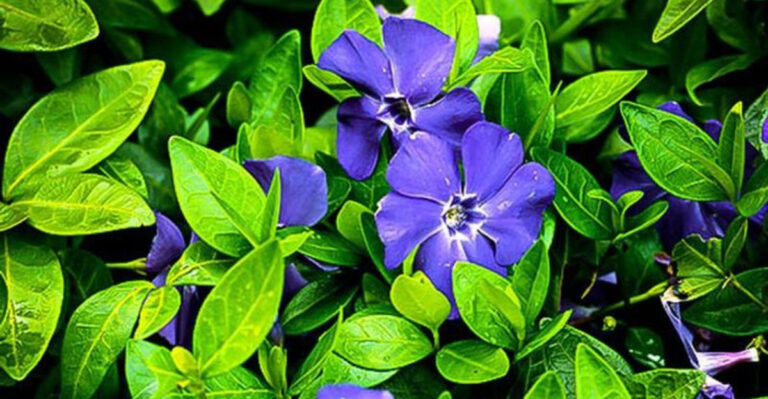 8 Plants That Look Harmless but Spread Like Weeds (+ 8 Contained Alternatives)