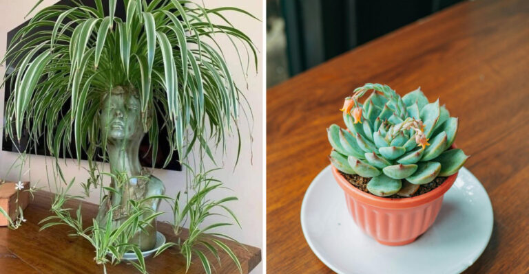 8 Plants That Outgrow Pots Too Fast (And 8 That Stay Neat and Tidy)