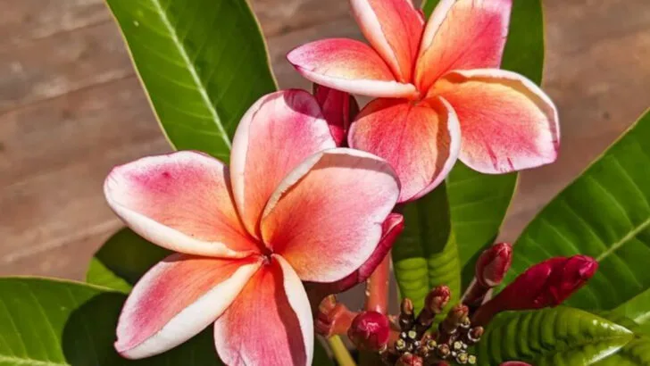 8 Plants That Smell Better in the Heat and 9 That Need Shade to Shine