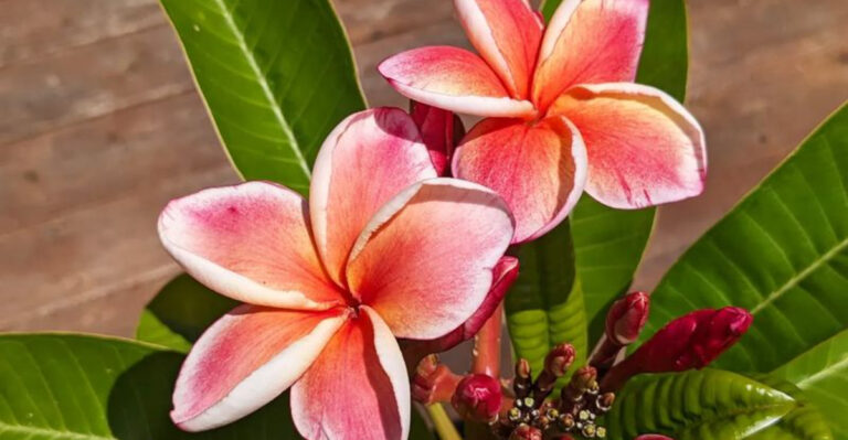 8 Plants That Smell Better in the Heat and 9 That Need Shade to Shine